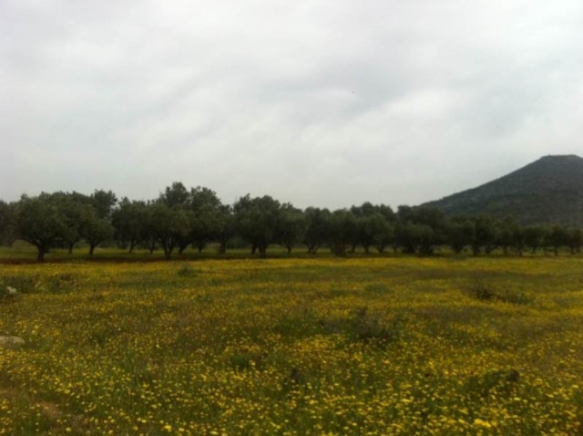 (Προς Πώληση) Αξιοποιήσιμη Γη Βιομηχανικό Οικόπεδο || Δυτική Αττική/Ασπρόπυργος - 15.000τ.μ, 800.000€ 